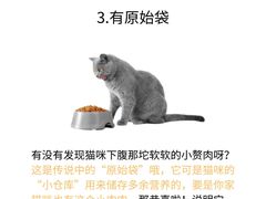 -欣宠猫屋·矮脚拿破仑·蓝金金渐层