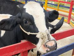 -合肥滨湖国家森林公园