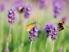 景点-北京东方普罗旺斯薰衣草庄园