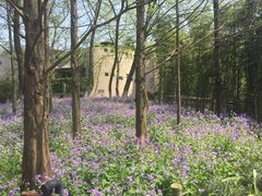 -西湖外事游船(花港观鱼码头)