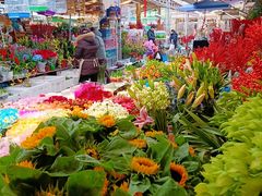 -曲阳花鸟市场(曲阳路店)