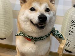 -柴迷FANS CLUB·柴犬狗咖·猫咖