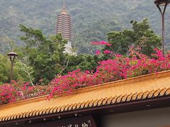 -深圳仙湖植物园