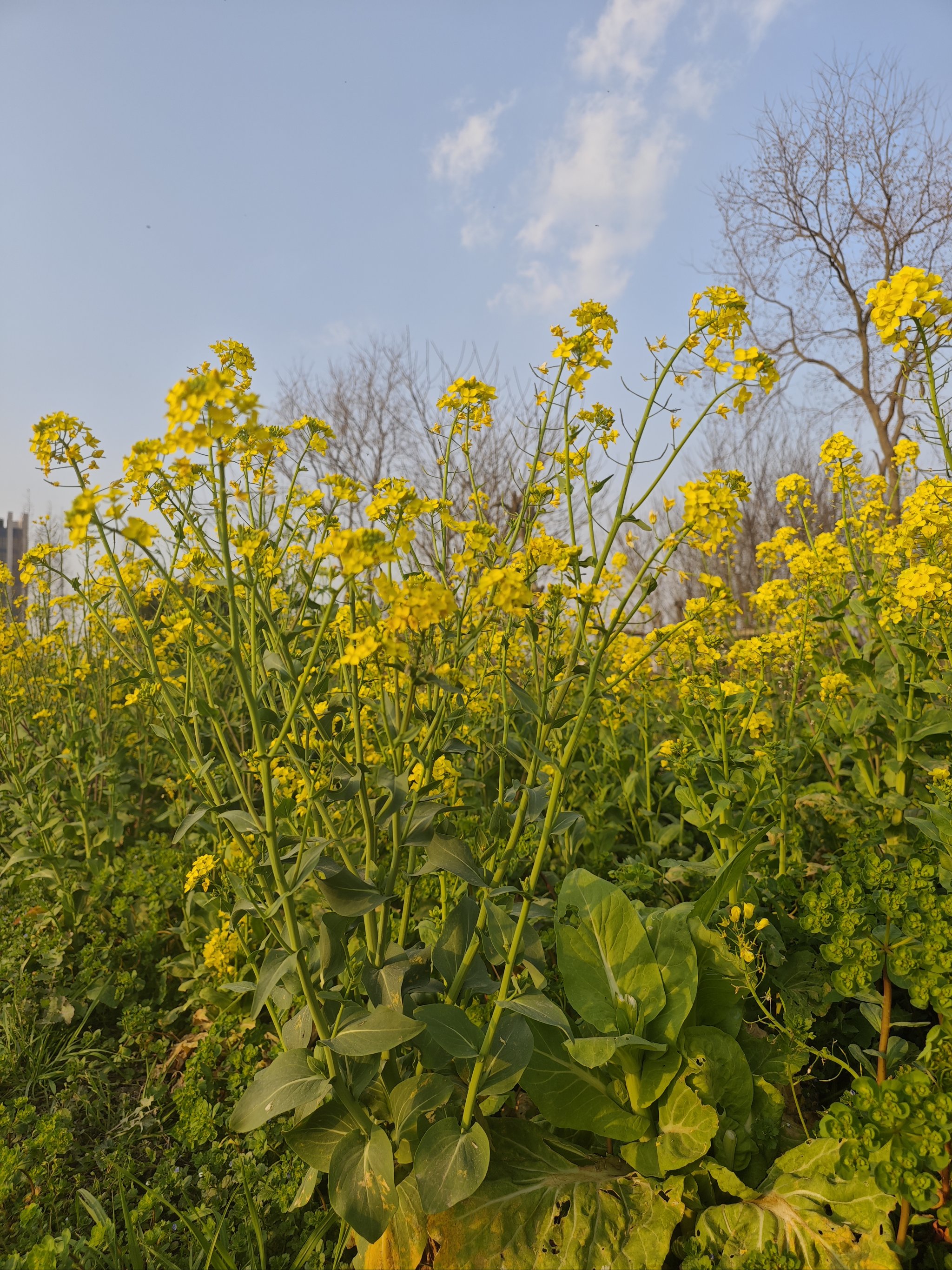 巴滨路油菜花具体位置图片