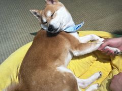-逗柴咖啡屋·狗咖猫咖宠物桌游