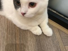 -酷豆宠物咖啡·宠物美食·撸猫馆