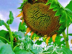-花开海上生态园