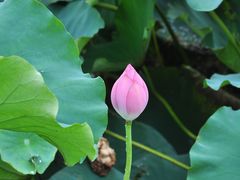 -荷塘月色湿地公园·向阳花洲