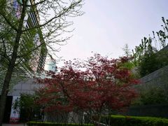 拿铁-星巴克(北京新辰里亚运村店)