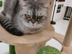 -喵园·猫主题咖啡厅·撸猫·猫咖(国贸店)