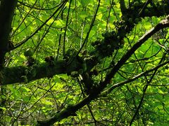 -华蓥山天意谷景区