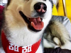 -Husky Go! 哈士奇体验馆·宠物咖啡厅狗咖