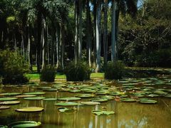 -中国科学院西双版纳热带植物园