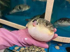 -天正河鲀·河豚亭(大连店)