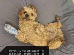 -瑞派宠物医院·24h·骨外科·皮肤科·全科宠物医疗转诊中心(沈阳浑南院)