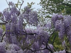 -嘉定紫藤园