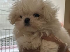 -翊宠yipet猫狗购宠庄园犬舍•猫舍