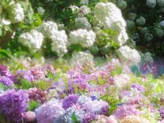 -上海共青森林公园