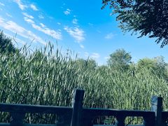 -东升八家郊野公园