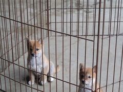 -柴犬高等学院·狗咖·柴犬售卖·宠物训练