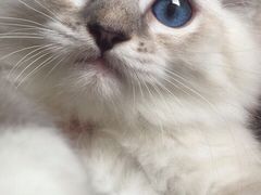 -宠爱多约克夏马尔济斯泰迪小型犬专卖