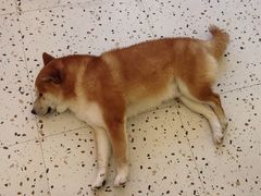 -喜柴咖啡·柴犬狗咖