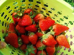 -昌平兴寿秀秀草莓采摘园