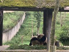 -中国大熊猫保护研究中心雅安碧峰峡基地
