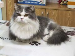 -宠颐生宠物医院·心肾内科·猫专科诊疗中心宠巢店