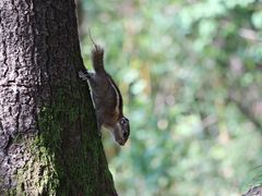 -洛阳白云山景区