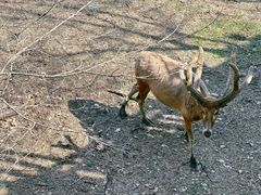 -北京麋鹿生态实验中心