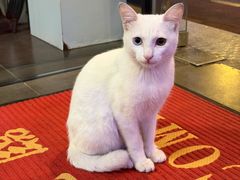 -凯华海鲜火锅·传承三十六年