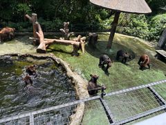 -深圳野生动物园