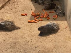 -石家庄市动物园