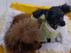 -瑞派福兴宠物医院犬猫全科·骨科·中西医结合(河东店)