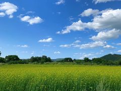 -乌兰布统草原