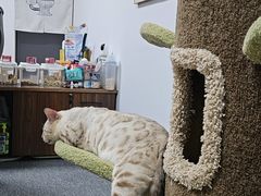 -艾贝尔宠物医院·24H转诊中心·肿瘤猫专科(江宁双龙店)