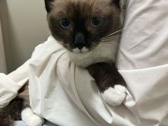 -伟伟宠物医院·瑞派猫友好医院·猫科(光谷店)