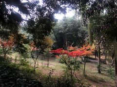 -重庆平顶山公园