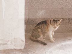 -猫里有甜