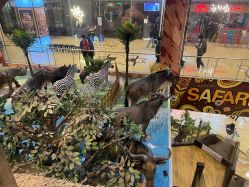 -卡通尼·Safari非洲探索乐园·生日会(金桥国际商业广场店)