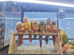 -青石桥花鸟鱼虫市场(叠翠城店)