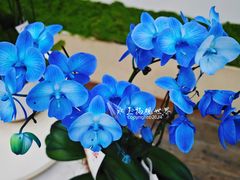 -荷兰花海