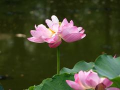 -成都南湖公园