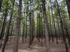 -日照海滨国家森林公园