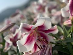 -径山花海
