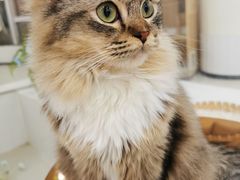 -共舞时光猫咖·狗咖(新街口店)