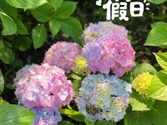 -上海共青森林公园