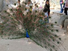 萌宠馆-西安世博园