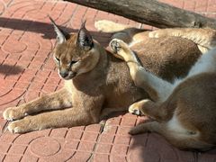 -西霞口神雕山野生动物世界